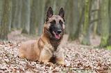 MALINOIS 685